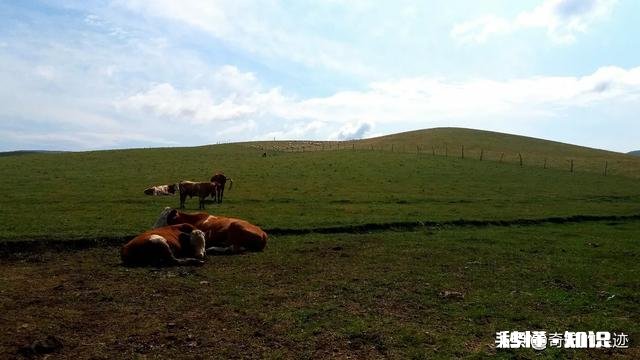 为什么草原是一个童话世界