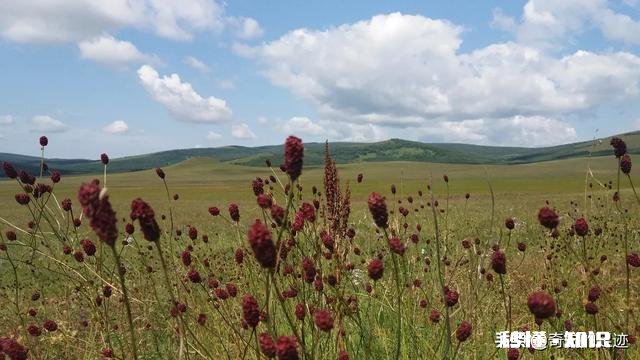 为什么草原是一个童话世界
