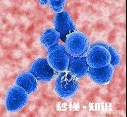 为什么有些宝宝很小就得了肺炎