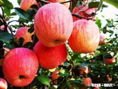 苹果喂羊营养价值如何