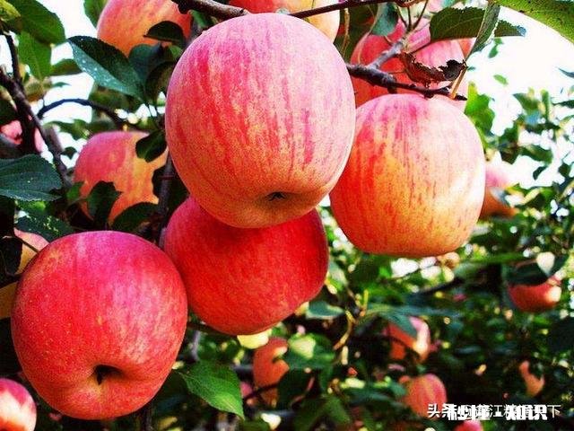 苹果喂羊营养价值如何