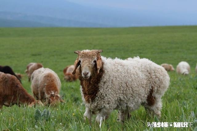 苹果喂羊营养价值如何