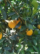 一个创业构想，怎么才能拿到几十到几百万的天使投资或创业投资