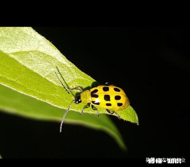 旱虫用什么消灭最快