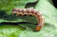 旱虫用什么消灭最快