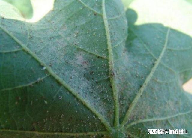 旱虫用什么消灭最快