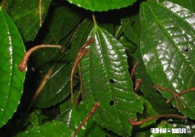 旱虫用什么消灭最快