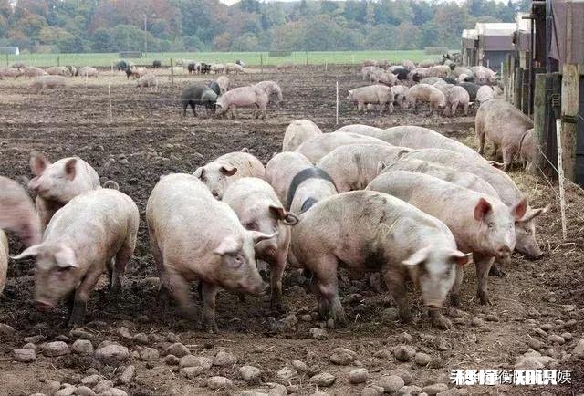 现在百姓能申请在耕地建养殖场吗