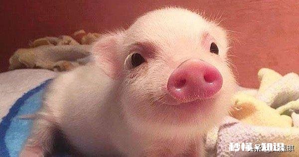 现在百姓能申请在耕地建养殖场吗