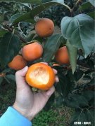 家乡很多农产品，想做农村电商，需要什么资质，农产品如何入手