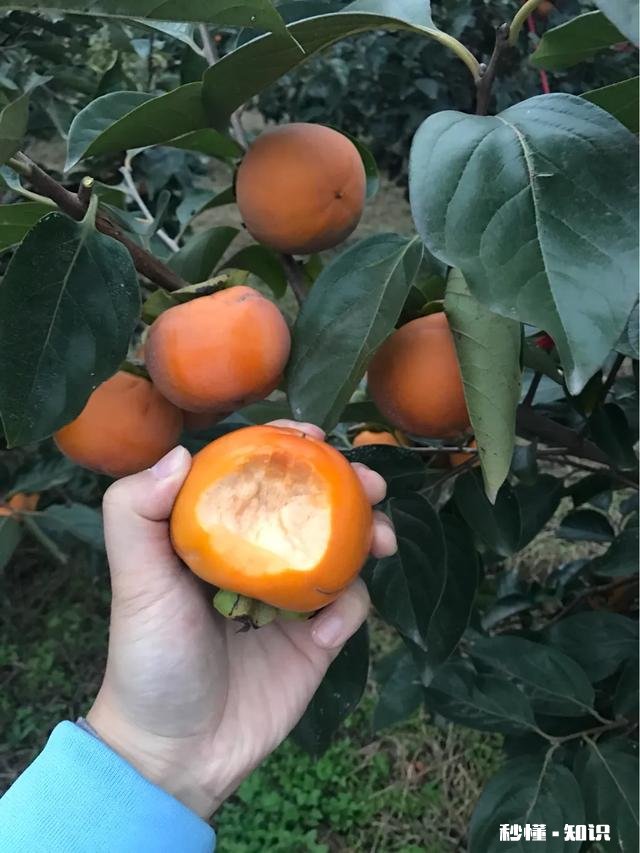 家乡很多农产品，想做农村电商，需要什么资质，农产品如何入手