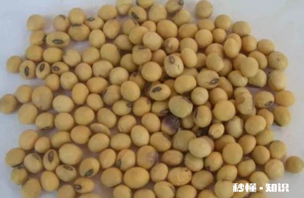 熟黄豆上地多少天可以浇水