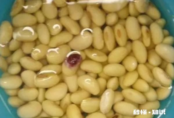 熟黄豆上地多少天可以浇水