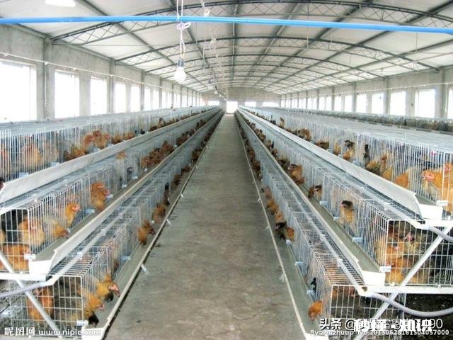 怎样养小鸡喂饲料配方长得又快又肥