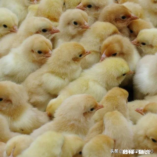 怎样养小鸡喂饲料配方长得又快又肥