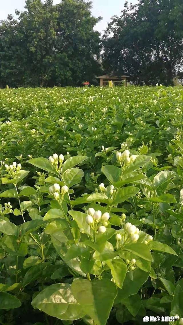 茉莉花茶原产地在什么地方