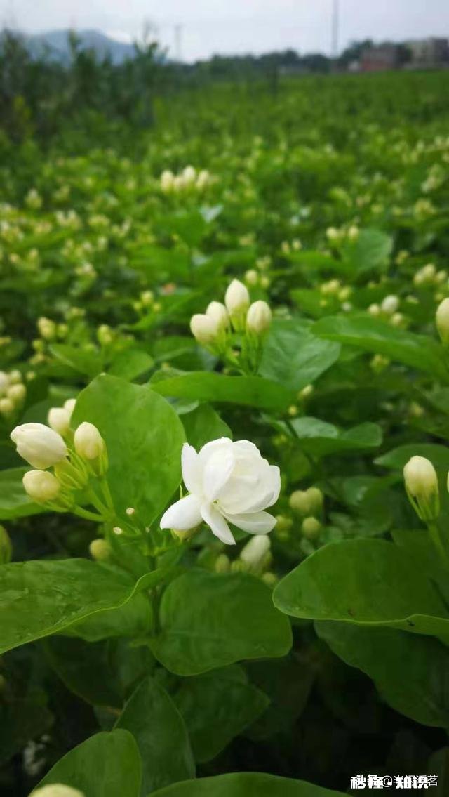 茉莉花茶原产地在什么地方