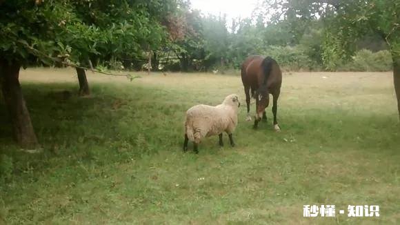 属羊人最信任谁