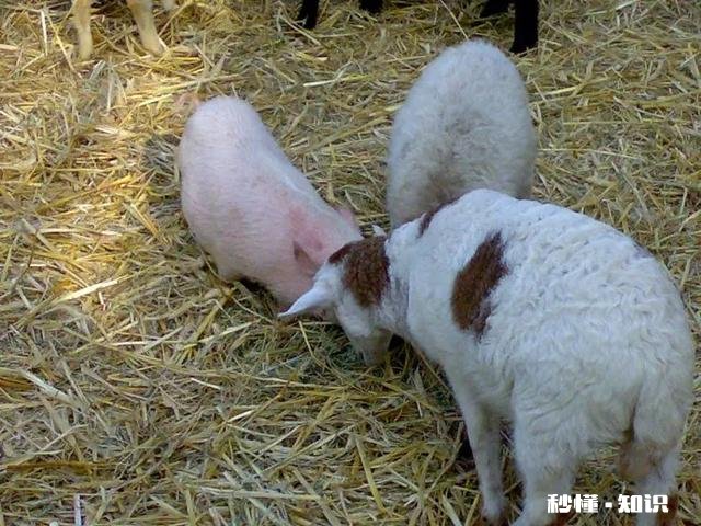 属羊人最信任谁