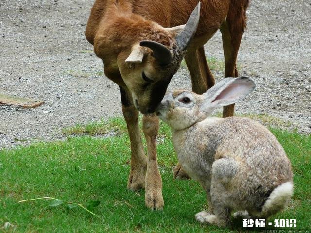 属羊人最信任谁