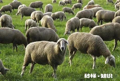 属羊人最信任谁