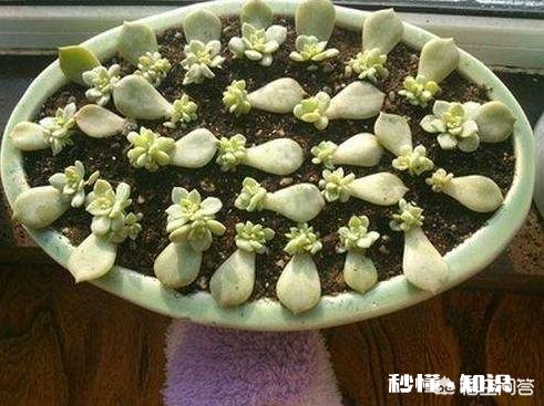 多肉植物秋季如何叶插怎么提高叶插成活率