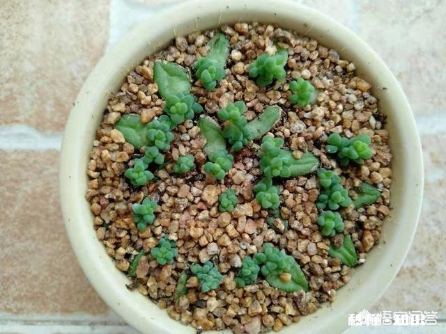 多肉植物秋季如何叶插怎么提高叶插成活率