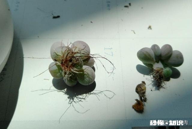 多肉植物秋季如何叶插怎么提高叶插成活率