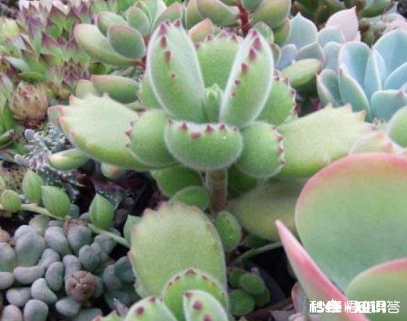 多肉植物秋季如何叶插怎么提高叶插成活率