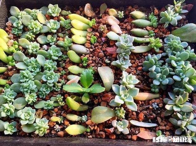 多肉植物秋季如何叶插怎么提高叶插成活率