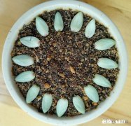 多肉植物秋季如何叶插怎么提高叶插成活率