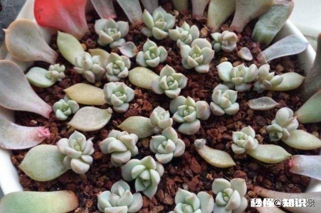 多肉植物秋季如何叶插怎么提高叶插成活率