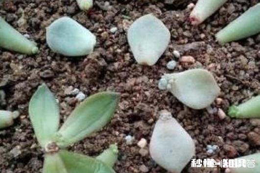 多肉植物秋季如何叶插怎么提高叶插成活率