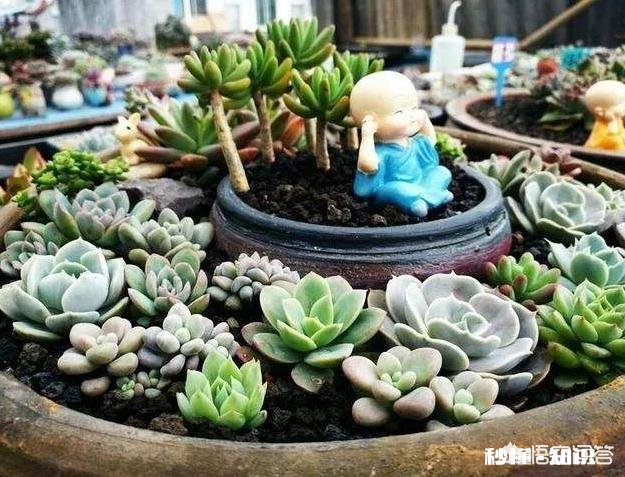 多肉植物秋季如何叶插怎么提高叶插成活率