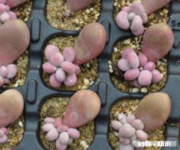 多肉植物秋季如何叶插怎么提高叶插成活率
