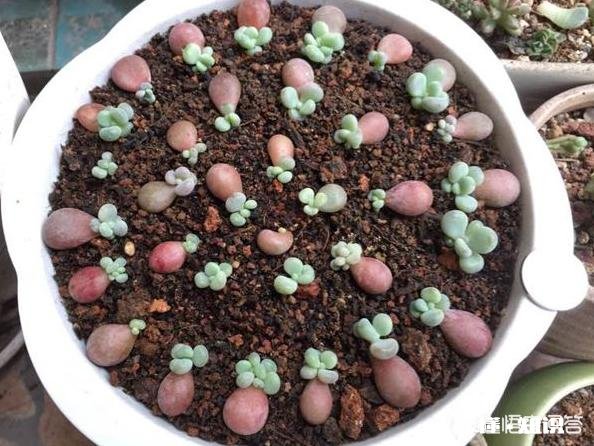 多肉植物秋季如何叶插怎么提高叶插成活率