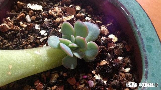 多肉植物秋季如何叶插怎么提高叶插成活率