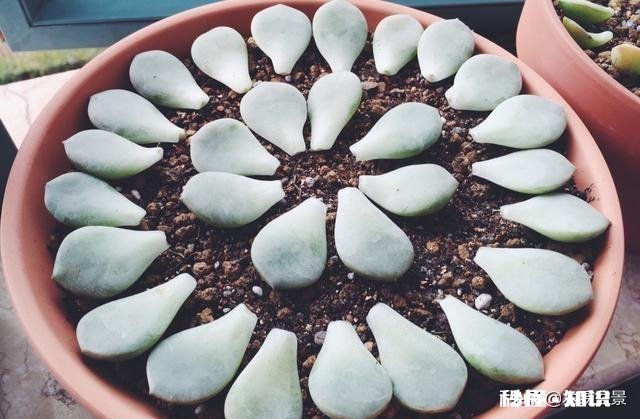 多肉植物秋季如何叶插怎么提高叶插成活率