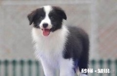 如果有一只小狗在路边受伤了，你会怎么做