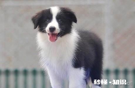 如果有一只小狗在路边受伤了，你会怎么做