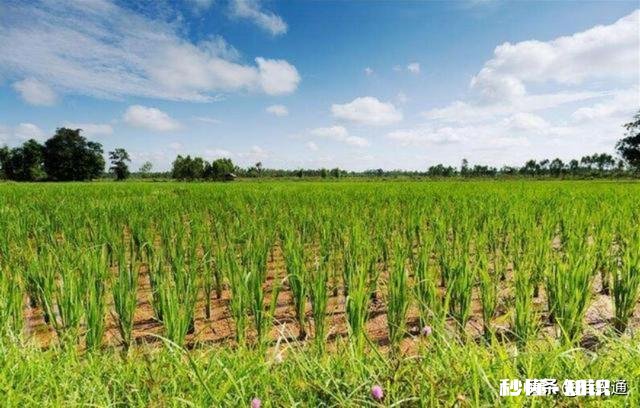 土地确权后,荒地归村集体,是否应当给原开发者一些补偿