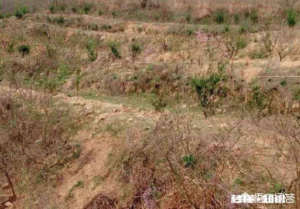 土地确权后,荒地归村集体,是否应当给原开发者一些补偿