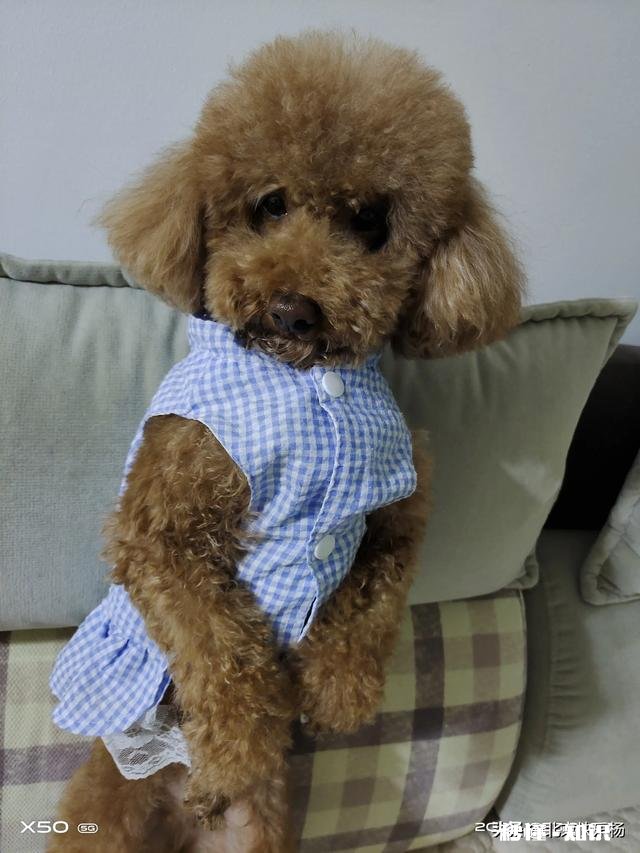 泰迪毛发怎么修剪好看