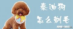 泰迪毛发怎么修剪好看