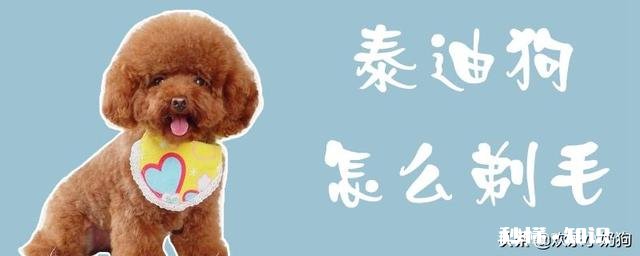 泰迪毛发怎么修剪好看