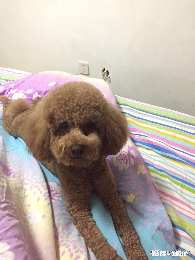 泰迪毛发怎么修剪好看