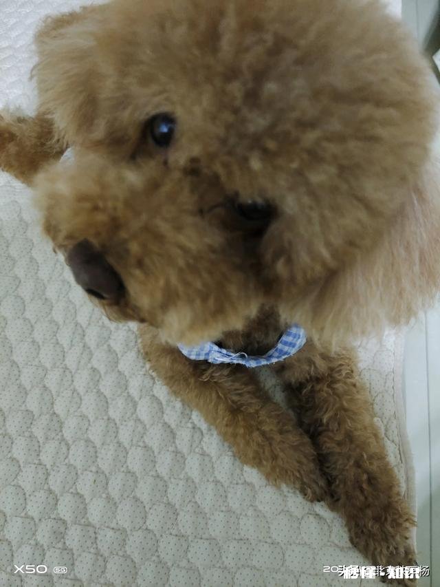 泰迪毛发怎么修剪好看