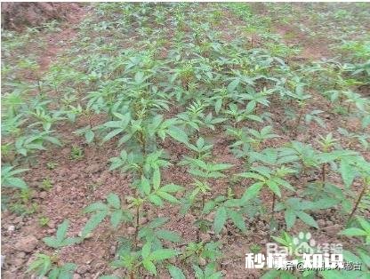 花椒树现在能开沟吗椒树什么时候栽