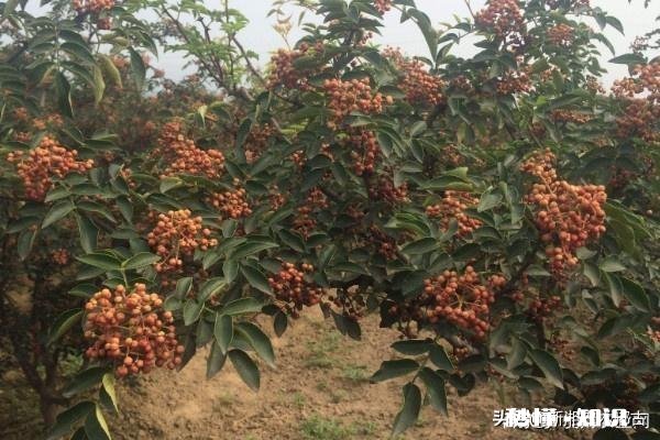 花椒树现在能开沟吗椒树什么时候栽