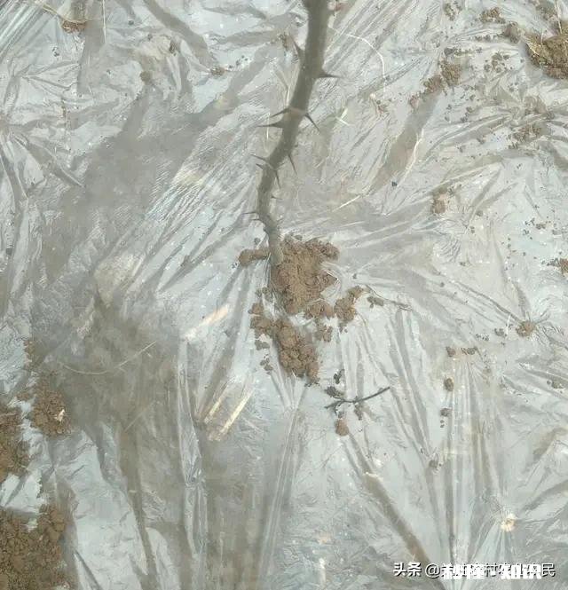 花椒树现在能开沟吗椒树什么时候栽